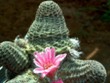 Rebtia(Mediolobivia)_